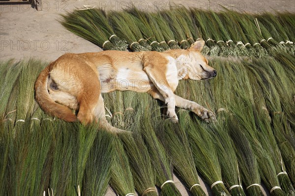 Dog sleeping on tiger grass for broom making