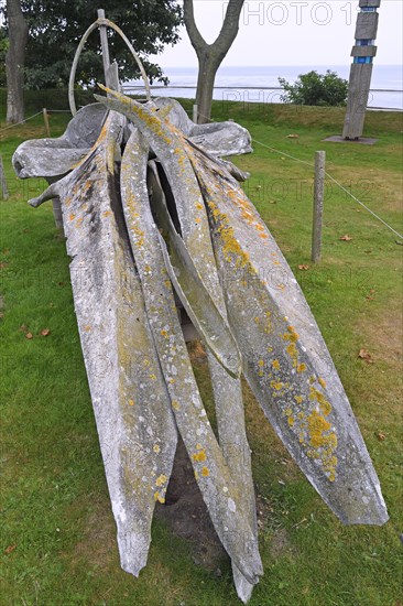 Skeleton of a Fin whale