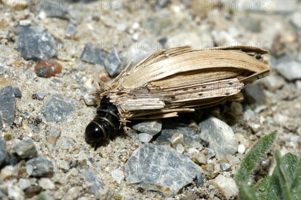 Caddisfly larva