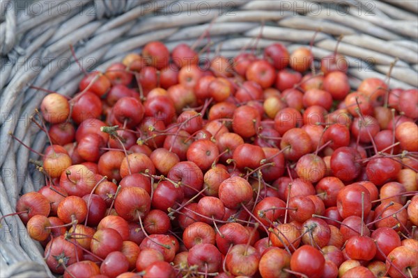 Fruits of the European crab apple