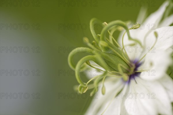 Love-in-a-mist