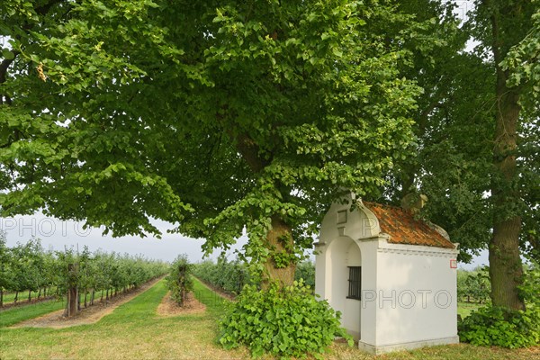 Little chapel with limetree