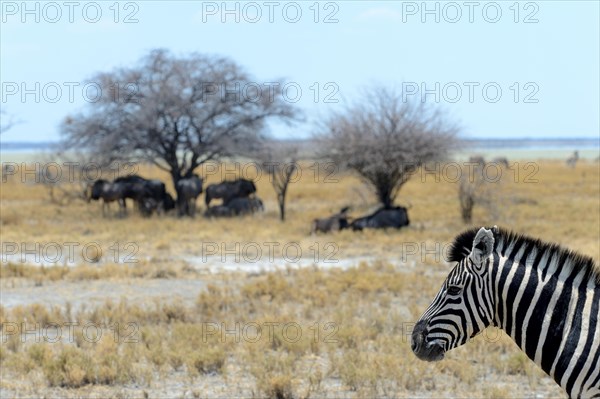 Burchell's zebra