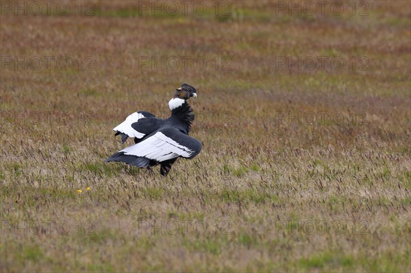 Andean Condor