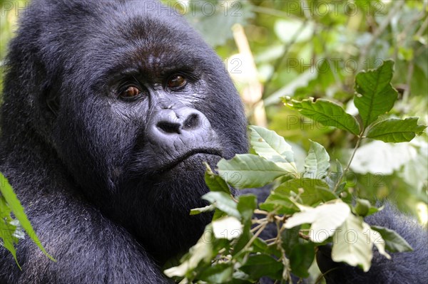 Portrait of a male silverback mountain gorilla