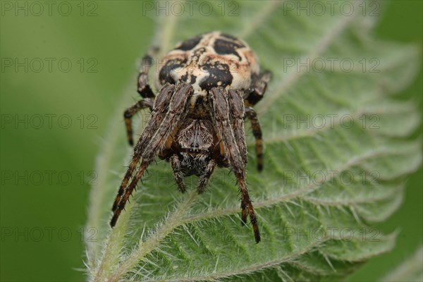 Reed wheel spider