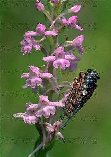 Mountain Cicada