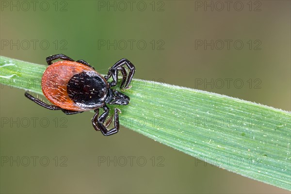 Deer Tick