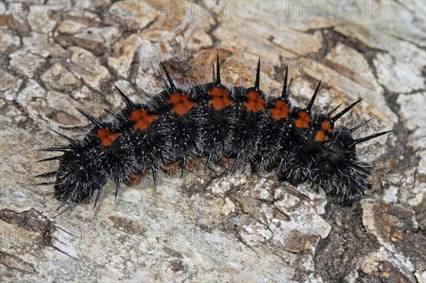 Mourning Cloak