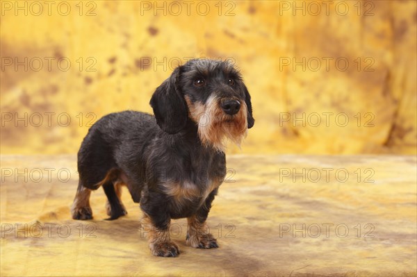 Dwarf grey haired dachshund