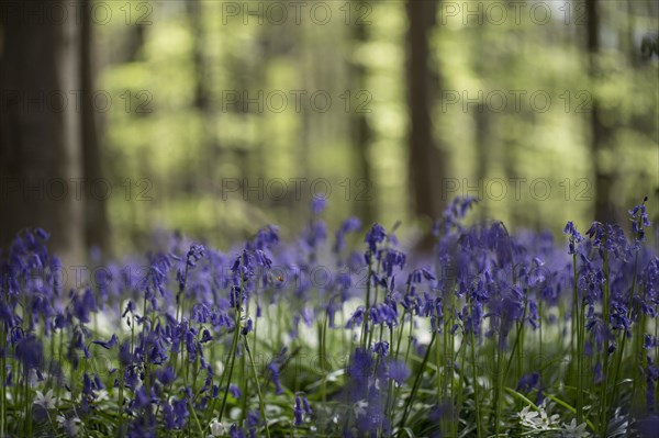 Bluebells