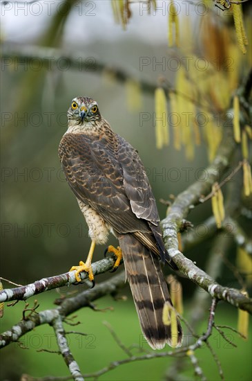 EUROPEAN SPARROWHAWK