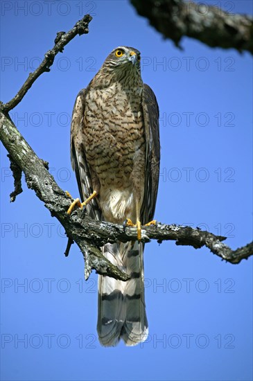 European Sparrowhawk