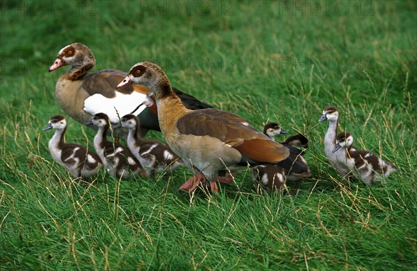 EGYPTIAN GOOSE