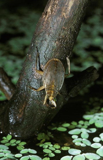 Water bug