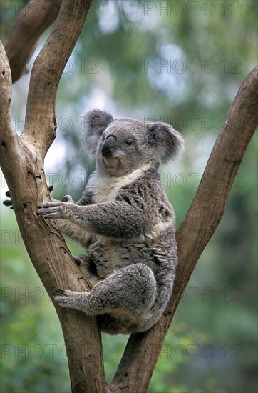 Koala