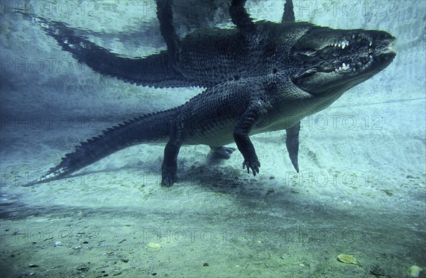 Australian Saltwater Crocodile