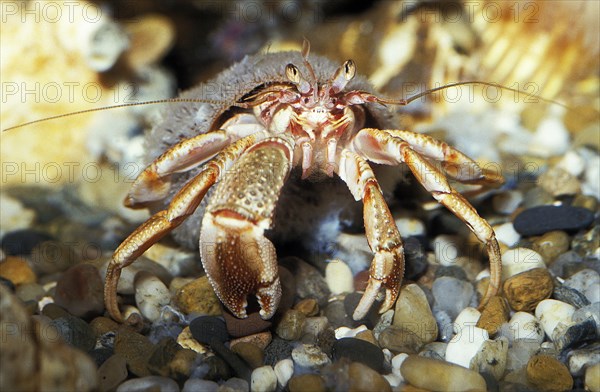 Hermit Crab