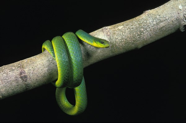 Green snake