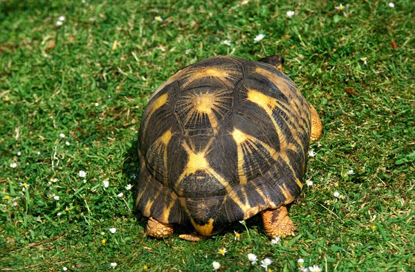 Madagascar Radiated Tortoise