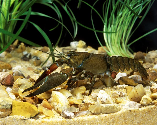 Signal Crayfish