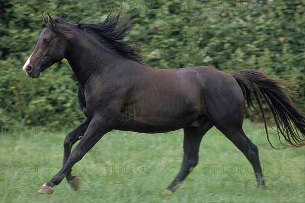 SHAGYA HORSE