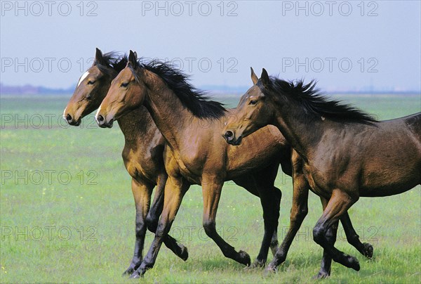 Vernius horse trots through the Puszta in Hungary