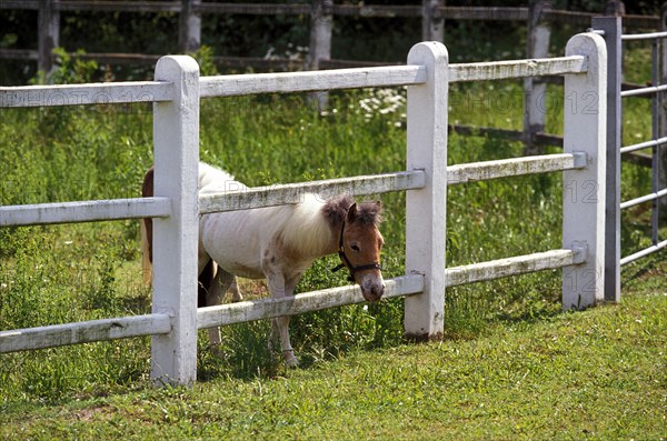 American Miniature Horse