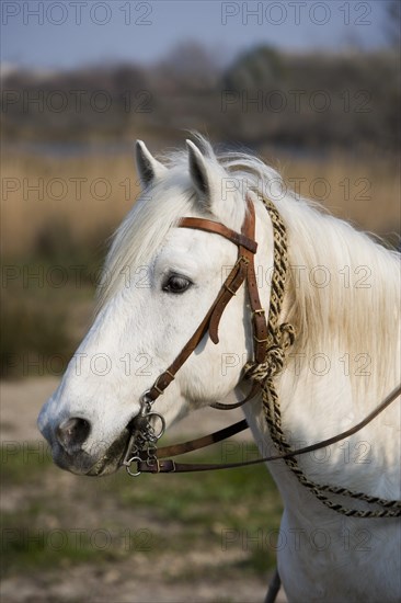 CAMARGUE HORSE