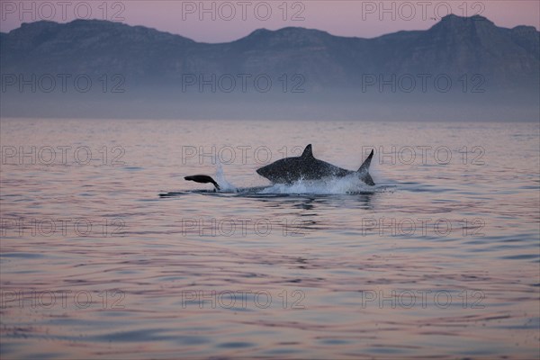 Great white shark