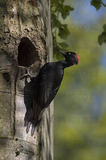 Black Woodpecker