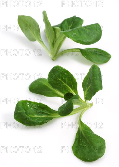 Corn Salad or Lamb's Lettuce