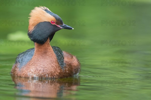 Horned Grebe