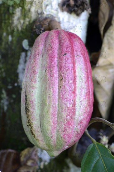 Cocoa fruit on a tree