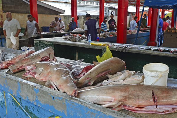 Freshly caught sharks for sale