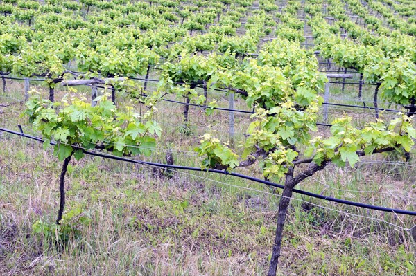 Old vines in the Orotava Valley