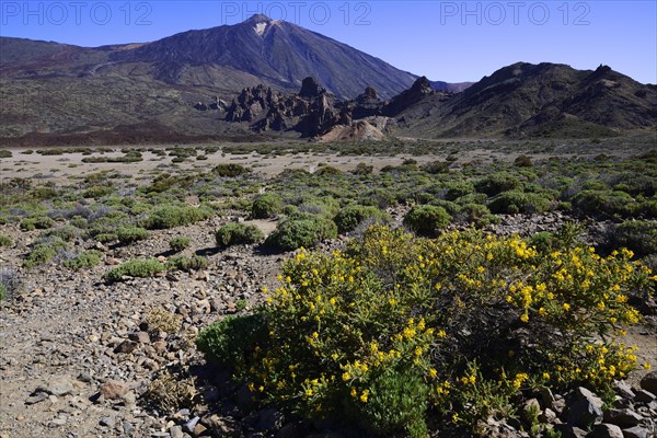 Volcanic vegetation