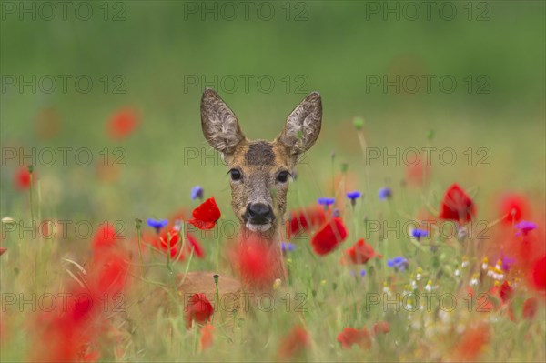 Roe deer