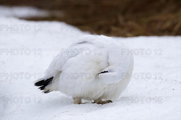 Rock ptarmigan