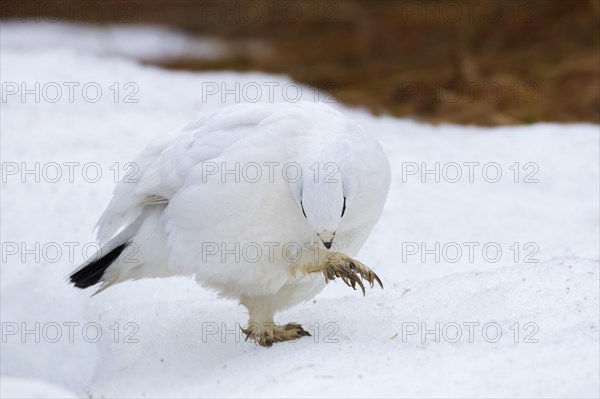 Rock ptarmigan