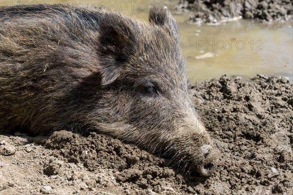 Wild boar