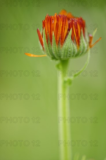 Calendula