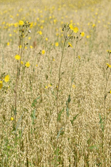 Rough hawksbeard