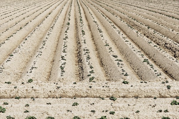 Freshly planted potato field