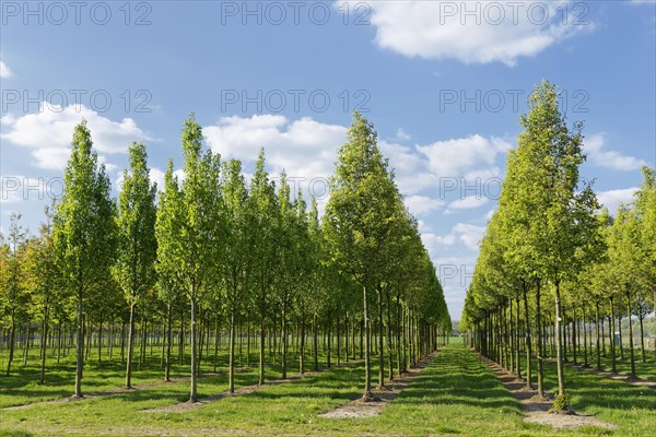 Tree nursery