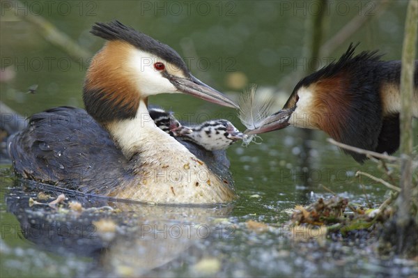 Great crested grebe