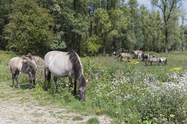 Konik horses