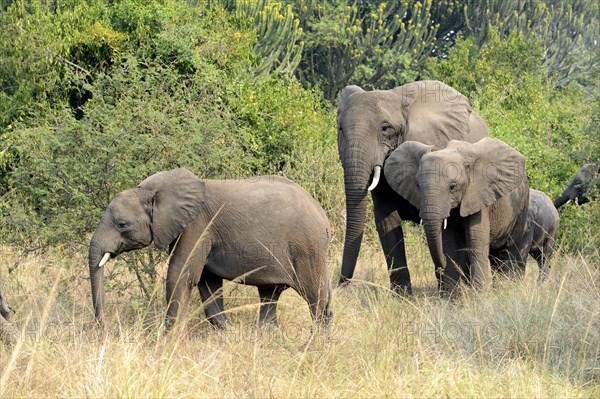 African elephant