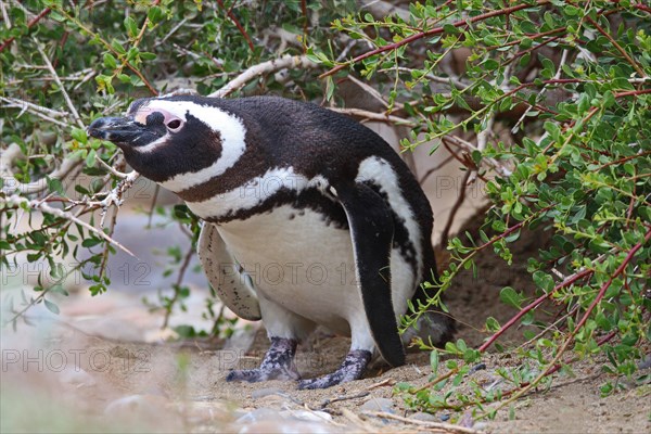 Magellanic Penguin