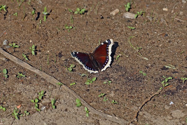 Mourning Cloak